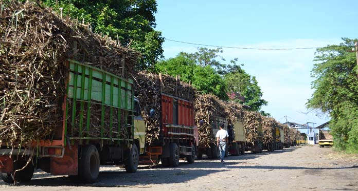 Stok Numpuk di Gudang, Gula Petani Tak Laku