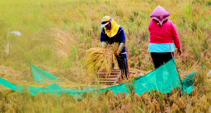 Harga Anjlok saat Musim Panen Raya, Bupati Minta Petani Simpan Gabah