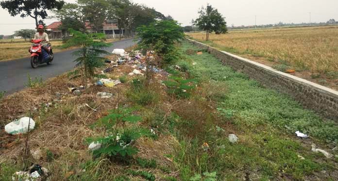 Sungai Kering, Tanaman Padi Gagal Panen