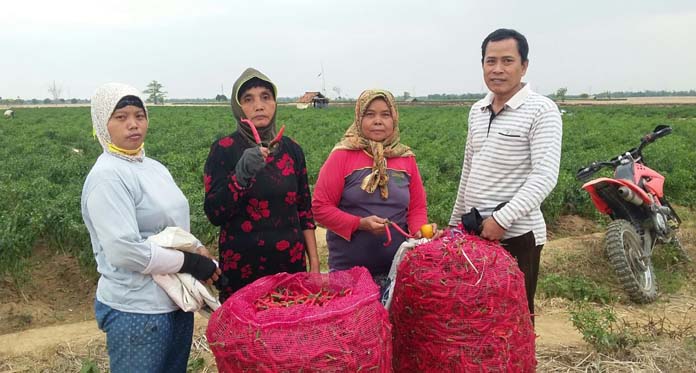 Mulai Hujan, Petani Cabai Indramayu Cemas