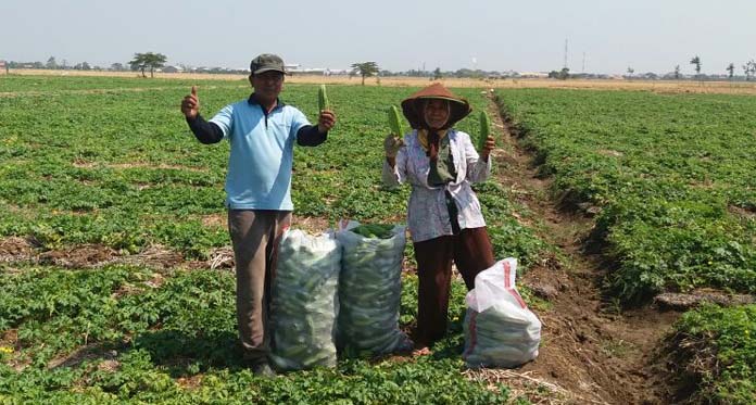 Petani Tadah Hujan Beralih Budidaya Sayuran