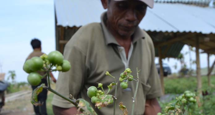 Musim Kemarau Harga Sayuran Anjlok, Petani Bingung