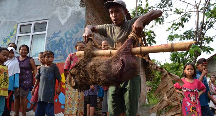 Seminggu, Warga Ciledug Tangkap 3 Babi Hutan yang Berkeliaran di Permukiman Penduduk