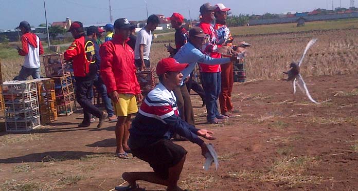 Persiapan Liga Indramayu, Pecinta Burung Dara Latihan Bersama