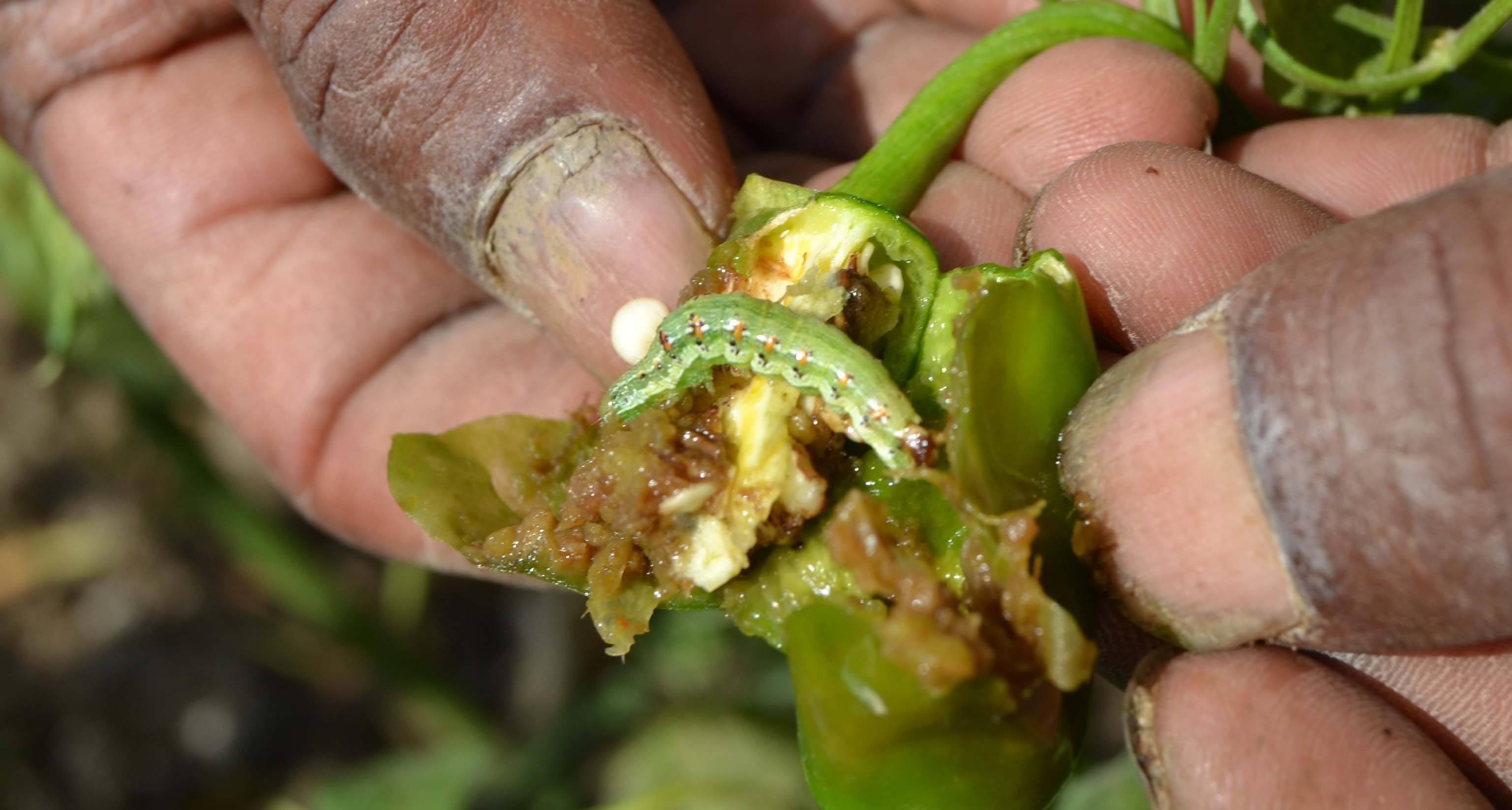 Harga Sayuran Anjlok, Petani Waled Merugi