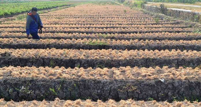 Musim Kemarau, Tanaman Bawang di Losari Kering