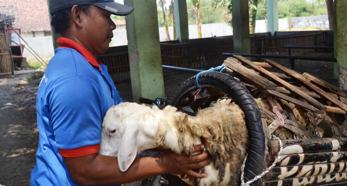 Harga Ternak Pasca Idul Adha Terjun Bebas