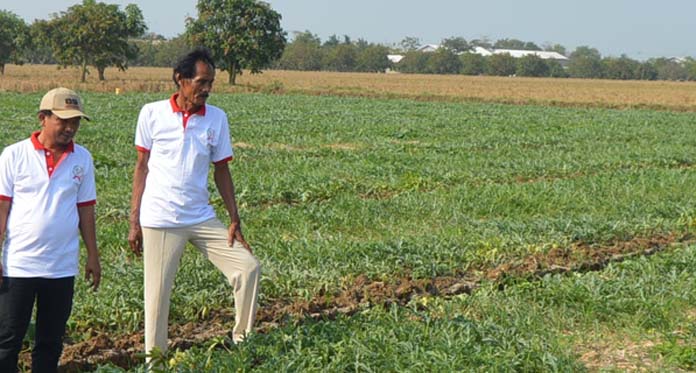 Hujan Turun, Petani Semangka Mulai Waswas