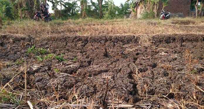 Pengairan dari Waduk Jatigede Belum Optimal, 1.000 Hektare Sawah Kekeringan