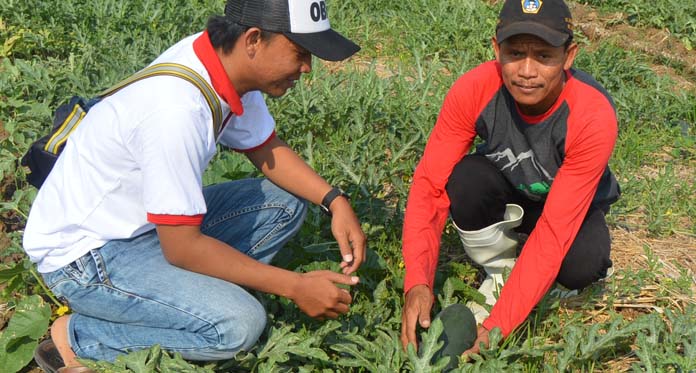 Di Indramayu, Semangka Inul Jadi Primadona