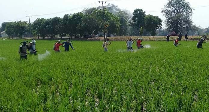 Antisipasi Virus Klowor, 210 Ha Sawah Disemprot Masal