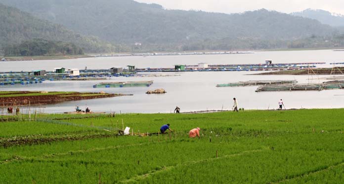 Warga Bertani di Tanah Timbul Waduk Darma