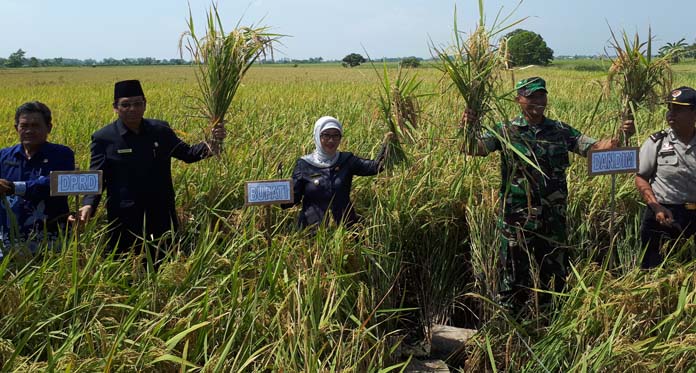 Petani di Desa Purwajaya Gelar Panen Perdana