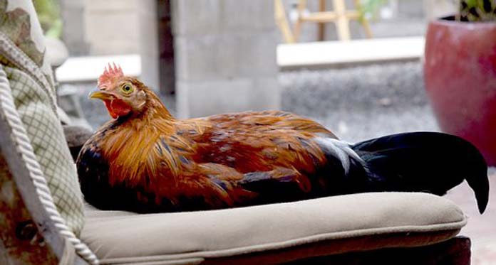 Penggemar Ayam Hias Mulai Menjamur