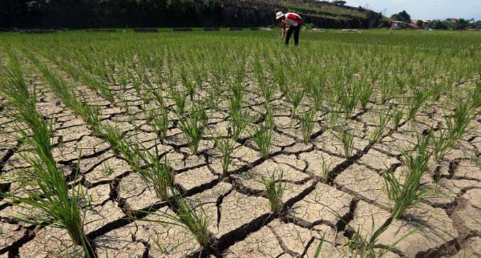 Musim Tanam Tahun Ini Kabupaten Cirebon Mayoritas Gagal Panen, Asuransi Petani Merugi