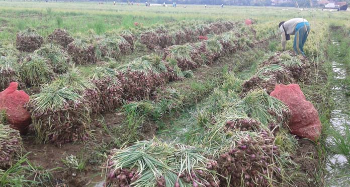 Harga Anjlok, Petani Bawang Enggan Menjual Hasil Panen