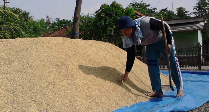 Harga Tinggi, Petani Pilih Tidak Jual Gabah