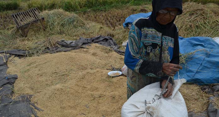 Kecamatan Mundu Panen Padi Melimpah di Musim Kemarau Basah, Petani Semringah