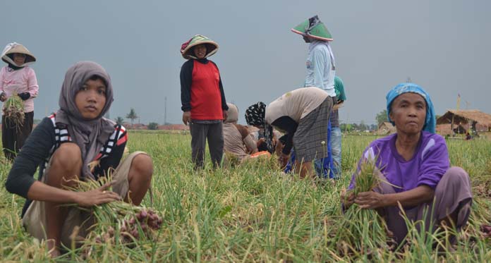 Petani Bawang Merugi, Tengkulak Untung Besar, Ini Sebabnya