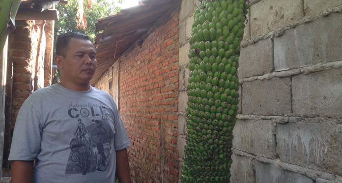 Wow, Pohon Pisang Ini Buahnya sampai Ribuan