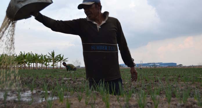 Harga Bawang di Tingkat Petani Masih Anjlok, Proses Tanam Jalan Terus