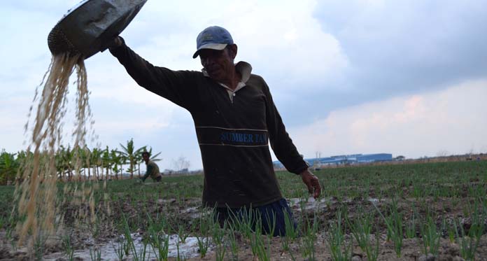 Harga Bawang Merah Anjlok, Proses Tanam Jalan Terus