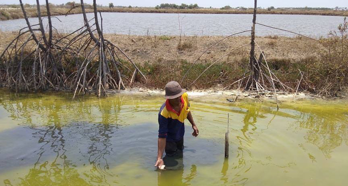 Petambak Udang dan Ikan Gagal Panen Diduga Akibat Limbah Organik