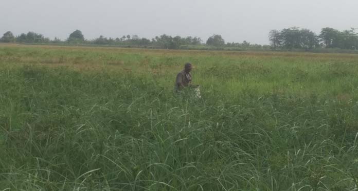 Diserang Wereng, Petani Cirebon Gagal Panen Selama Dua Musim