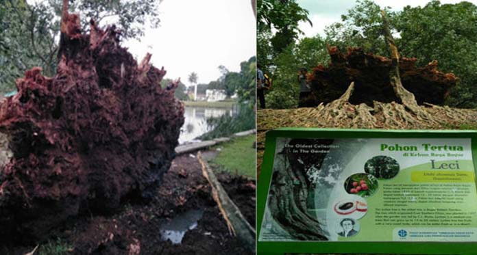 Pohon Berusia 194 tahun di Kebun Raya Bogor Tumbang