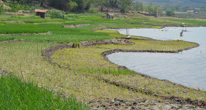 Sebagian Area Waduk Setu Patok Jadi Lahan Pertanian