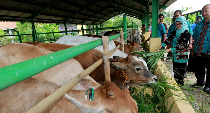 Pasokan Sapi Lokal Minim, Hanya Cukupi 20 Persen Kebutuhan Warga Indramayu