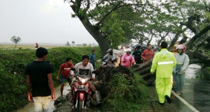 Hujan dan Angin Kencang, Pohon Tumbang Ganggu Arus Lalin