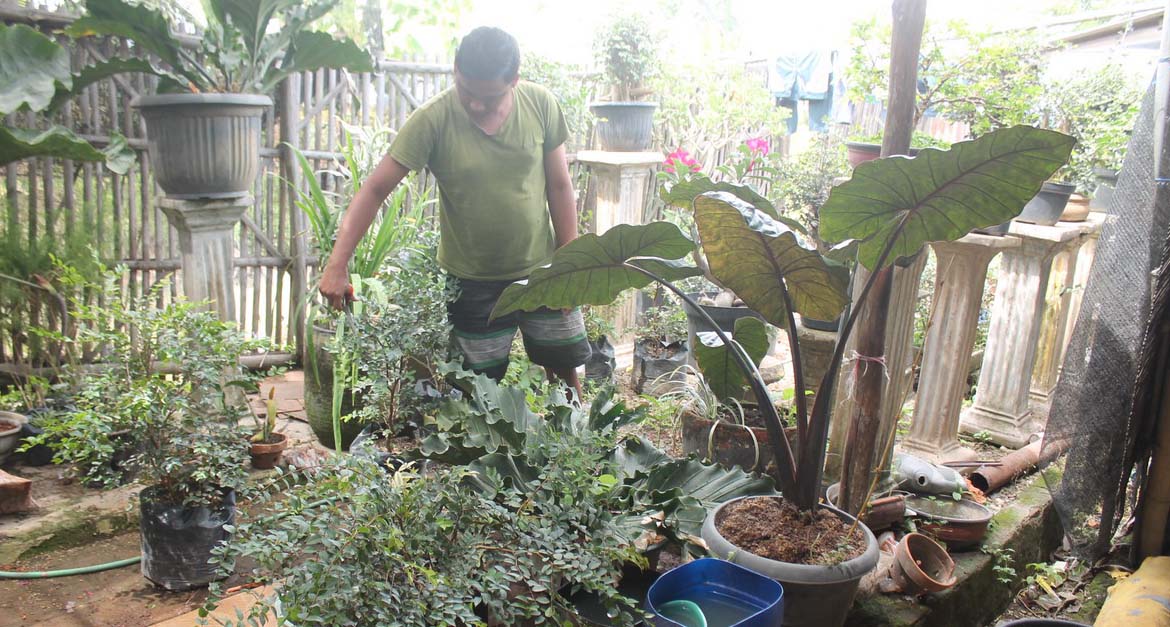 Karena Unik, Bibit Pohon Tabulampot Paling Dicari