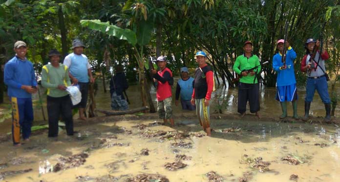 Rusak Sawah, Ribuan Tikus Ditembak Mati Petani