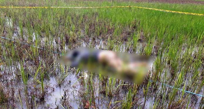 Mayat Perempuan di Sawah Diduga Korban Pembunuhan