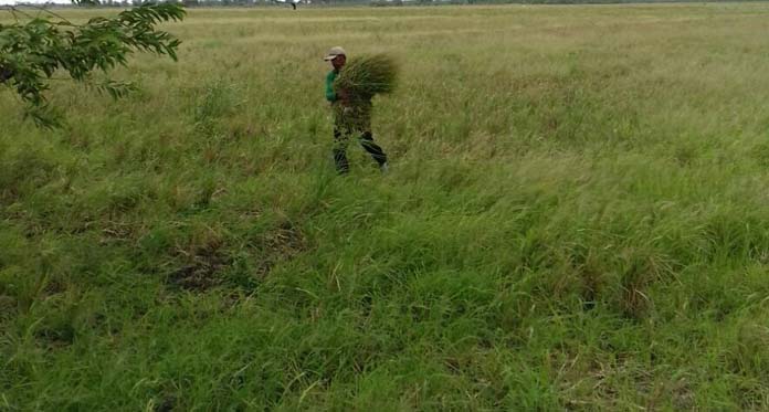 Rumput Liar Tumbuh di Persawahan, Berkah bagi Penggembala Kambing