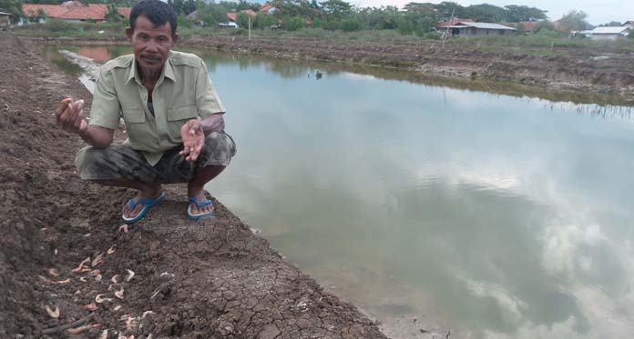 Ribuan Ekor Udang dan Bandeng Milik Petani di Mundu Mati Mendadak