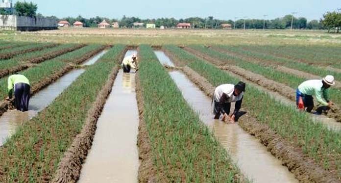 Harga Tinggi, Petani Ramai-ramai Tanam Bawang