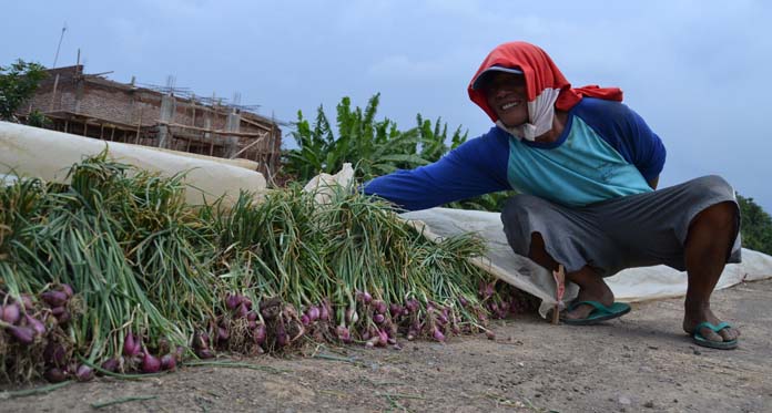 Barang Langka, Stok di Pasar Menipis, Harga Bawang Merah Meroket