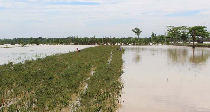 Gawat! 40 Hektare Lahan di Bantarjati Terendam