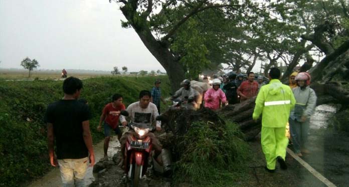 Pohon Tumbang, Jalur Arjawinangun-Gegesik Sempat Macet 2 Jam