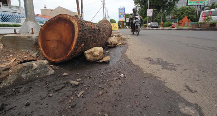 Aturan Tebang Pohon Harus Diperjelas, Ini Sebabnya