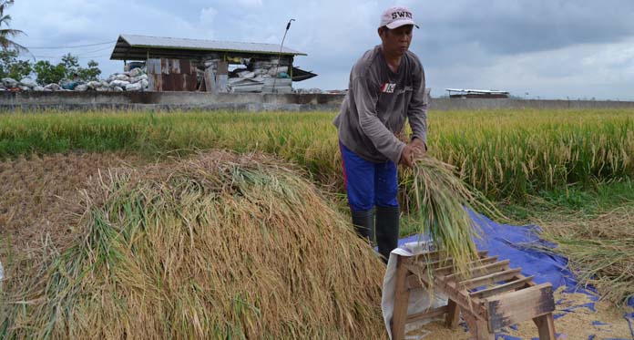 Petani Gelisah Limbah Gudang Rongsok Dekat Lahan Persawahan