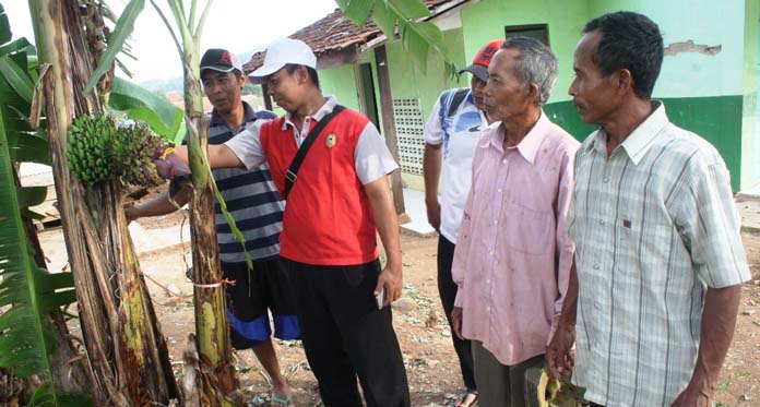 Ajaib, Buah Pisang Keluar dari Batang, Lihat Penampakannya