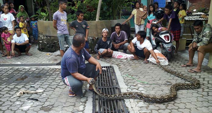 Geger, Pemuda Sunyaragi Nyaris Tewas Dililit Ular Sanca Kembang