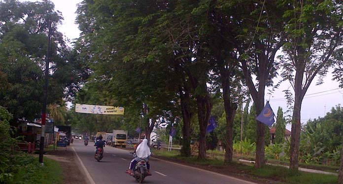 Awas! Jalur Pantura Jatibarang Rawan Pohon Tumbang