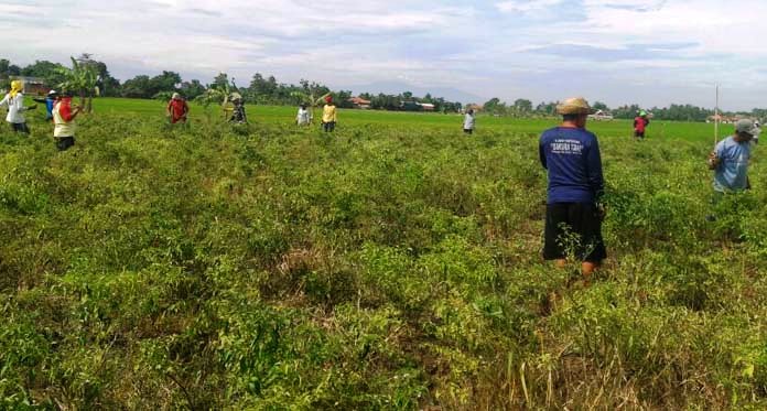 Ramai-ramai Petani di Indramayu Barat Razia Hama Tikus