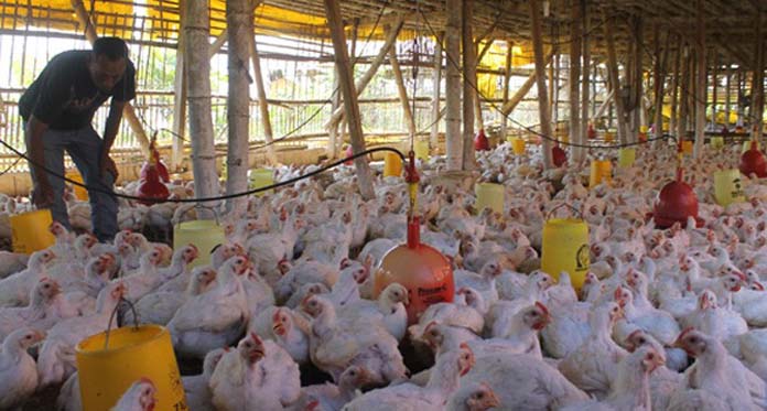 Diserang Penyakit, Peternak Ayam Kampung di Indramayu Merugi