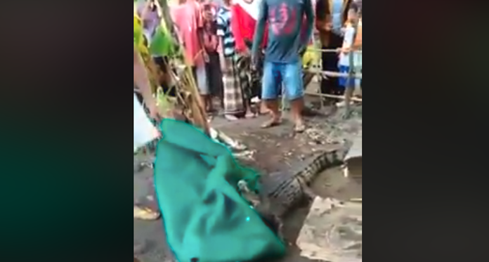 Buaya di Sungai Gegerkan Warga Jombang, Videonya Viral