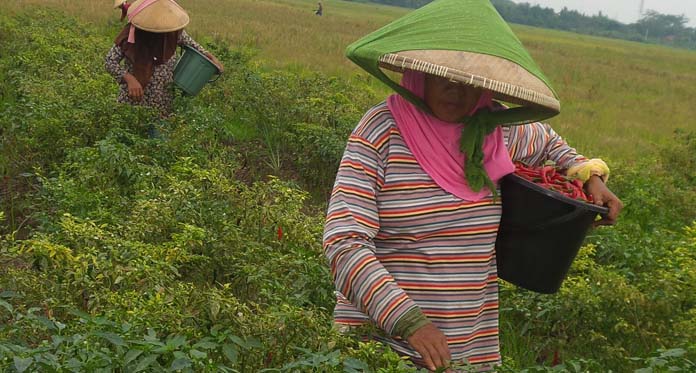 Panen Jarang, Harga Cabai sudah Anjlok, Petani Merugi